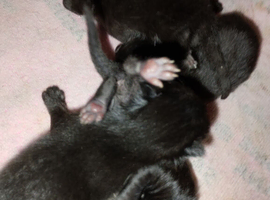Black kittens ready in 6 weeks