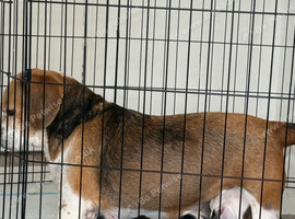 2 Adorable Puppies left!
