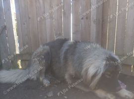 Caucasian shepard 10 month
