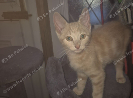 Maine coon x bengal kitten