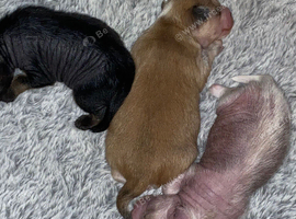 Irish Kennel Club Registered Chinese Crested