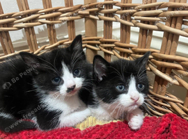 2x Female tuxedo kittens