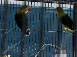 Lovebirds pairs Glasgow