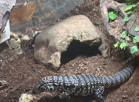 Female Tegu