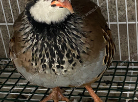 Red legged partridge