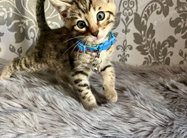 Bengal kittens