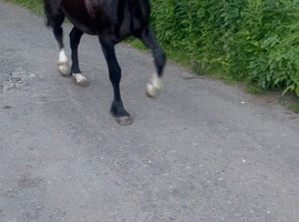 Nice show quality young gelding