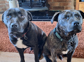 Two brother staffies looking for a new home