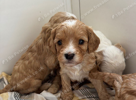 Red cavapoo puppies!