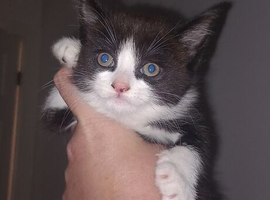 2  kittens,  male and female