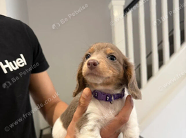 two puppies left now