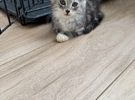 2 kittens both boys