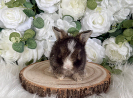Vaccinated Pedigree English Angoras  xxx