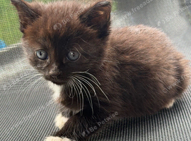 Adorable 8-Week-Old Kittens