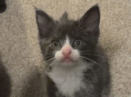 2 male kitten