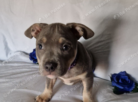 Beautiful American bully Boy for sale