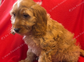 Stunning Ruby Cockapoo Puppies