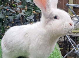 PURE Continental Giants - White Eared - Vaccinated NOBIVAC 3 in 1  READY NOW