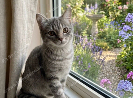 Kitten for rehome