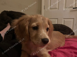 Golden cocker spaniel