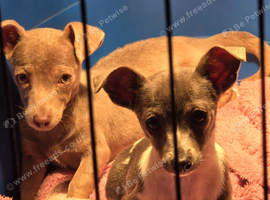 Jack Russell puppies *2 LEFT*