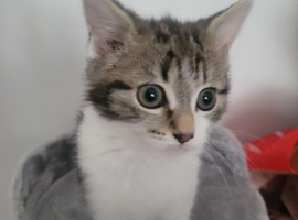 Girl kitten