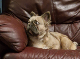 Fluffy female french bulldog 12 month old