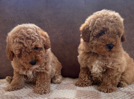 Beautiful red toy poodles