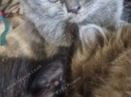 British short haired cross maine coon kitten for sale