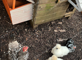 4 hens