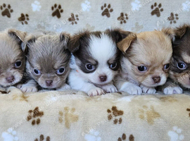Stunning Russian/Thai long coat puppies