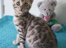 Gorgeous Rosette Bengal Girl Kitten