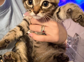 Kittens for sale