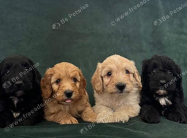 Gorgeous Cockapoo Puppies 3/4 Poodle