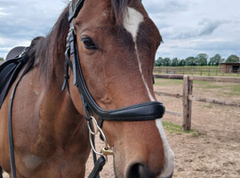 Beautiful 11 year old 15.2hh