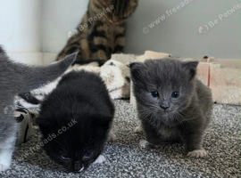 Maine Coon Cross kittens