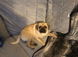 I have a Puggle puppy 11months old