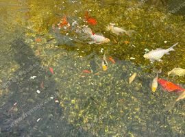 Fantail Goldfish