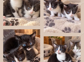 *Kittens Ready To Leave Now*