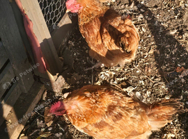 Chickens looking for new home
