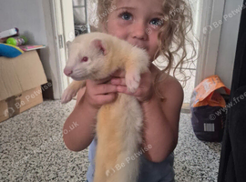Beautiful Young White Albino Male Ferret &ndash; Red Eyes