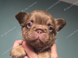 KC Fluffy French Bulldog Puppies