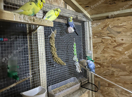 Budgies for sale