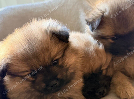 4 Pomeranian boys looking for loving family