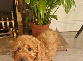 Toy fox Red Cavapoo