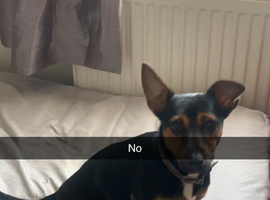 6 months old jack Russell