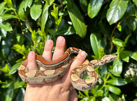 Boa constrictor-Classic jungle 100% het kahl