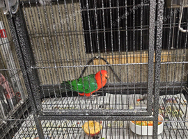 Australian king parrots