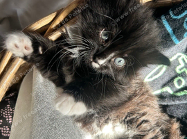 1 gorgeous black and white boy for sale