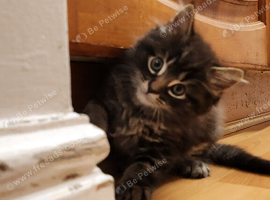 Main Coon cross kitten